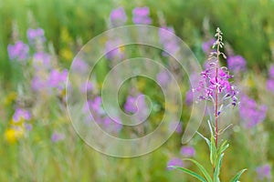 Ivan flower tea (Chamerion angostifolium) on field background