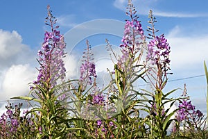 Ivan-tea flowers against the blue sky