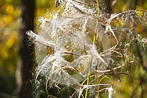 Ivan tea lat. ChamaenÃ©rion angustifolium, or EpilÃ³bium angustifolium close-up. Fluff on a forest plant. Abstract natural