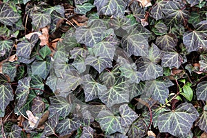 Creeping shrubs clinging to their adventitious roots of the walls photo