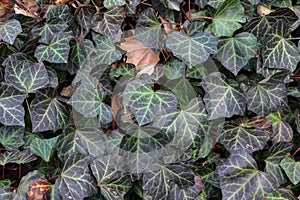 Creeping shrubs clinging to their adventitious roots of the walls photo