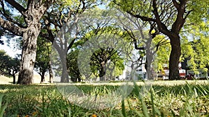 Shining trees on a sunny day