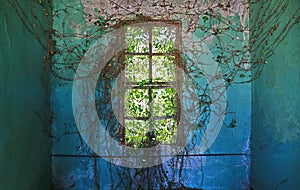 Ivied Window of Abondoned Mansion