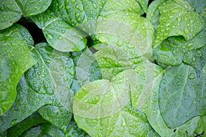 Ivies (hedera) with raindrops