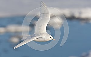 Ivoormeeuw, Ivory Gull, Pagophila eburnea