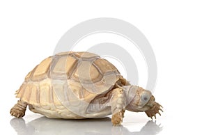 Ivory African Spurred Tortoise