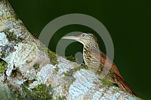 Ivory-billed woodcreeper, Xiphorhynchus flavigaster, exotic tropic brawn bird form Costa Rica. Tanager from tropic forest. Close-u
