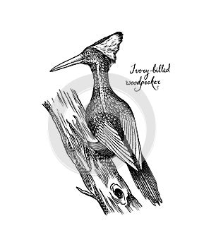 Ivory-billed woodpecker. Extinct predatory bird. Engraved Hand drawn vector illustration in woodcut Graphic vintage