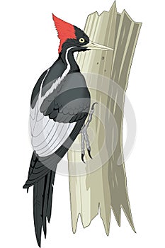 Ivory Billed Woodpecker on Tree Trunk Illustration