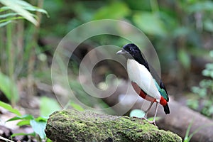 Ivory-breasted Pitta in Halmahera Island, Indonesia