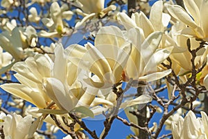 Ivory Chalice magnolia flowers