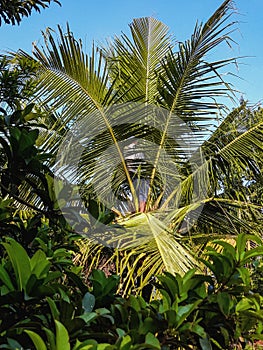 Ivory coconut or yellow coconut with shady leaves