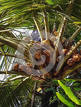 Ivory coconut or yellow coconut with shady leaves