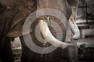 Ivory elephant tusks