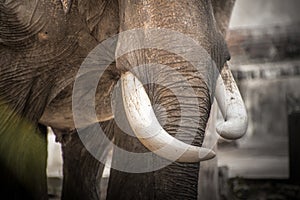 Ivory elephant tusks