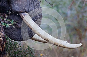 Ivory elephant tusks