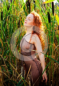 Ivory Flame, drenched in sunlight standing in Bulrushes
