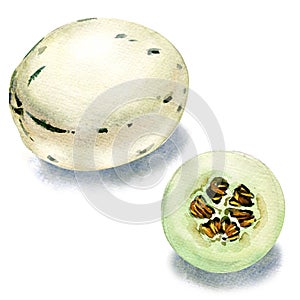 Ivory Gaya melons on White Background