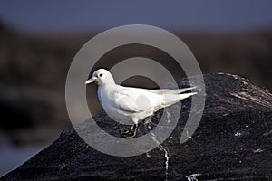 Ivory Gull