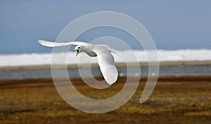 Ivory Gull in the Arctic