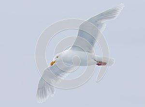 Ivory gull in flight in Arctic