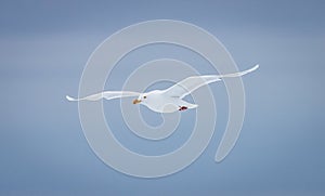 Ivory gull flying with blue sky background