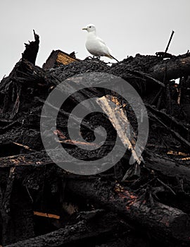 Ivory Gull on top of industrial waste