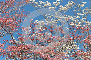 Ivory and Pink Dogwoods Against a Springtime Sky