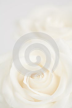 Ivory roses close up