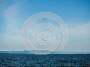 Ivory seagull flies over the dark blue sea against the background of the blue sky and the opposite shore