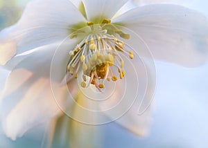 Ivory tenten rose, hellebore