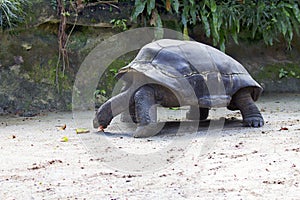 Ivory tortoise