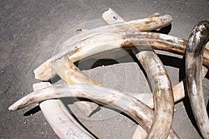 Ivory Tusks photo