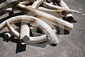 Ivory Tusks photo