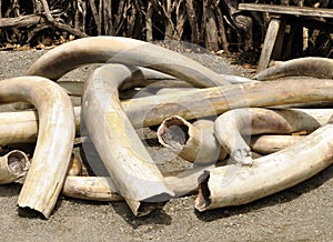 Ivory Tusks photo