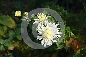 Ivory white two flowers and two buds of Chrysanthemums