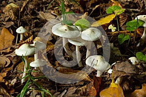 Ivory Woodwax Fungi - Hygrophorus eburneus Growing in Beech leaf litter