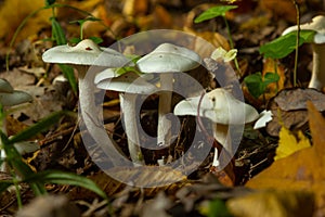 Ivory Woodwax Fungi - Hygrophorus eburneus Growing in Beech leaf litter