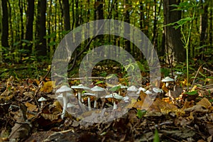 Ivory Woodwax Fungi - Hygrophorus eburneus Growing in Beech leaf litter
