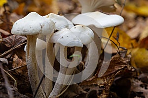 Ivory Woodwax Fungi - Hygrophorus eburneus, growing in Beech leaf litter