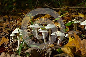 Ivory Woodwax Fungi - Hygrophorus eburneus Growing in Beech leaf litter