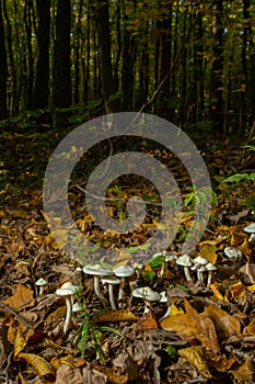 Ivory Woodwax Fungi - Hygrophorus eburneus Growing in Beech leaf litter