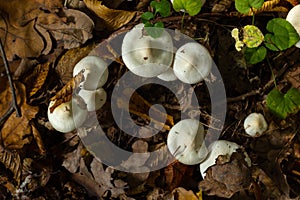 Ivory Woodwax Fungi - Hygrophorus eburneus Growing in Beech leaf litter