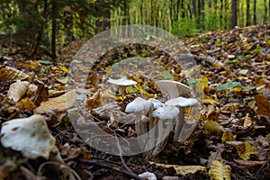 Ivory Woodwax Fungi - Hygrophorus eburneus, growing in Beech leaf litter