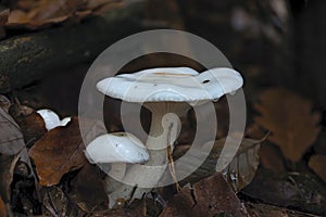 The Ivory Woodwax Hygrophorus eburneus is an edible mushroom