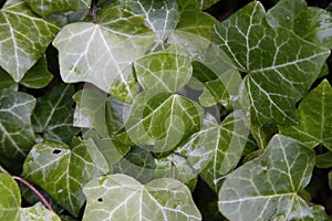 Ivy