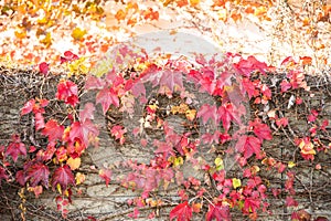 Ivy that autumn leaves on the wall