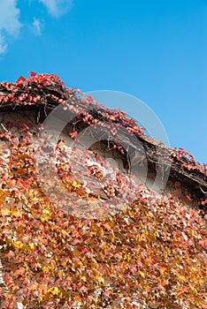 Ivy that autumn leaves on the wall