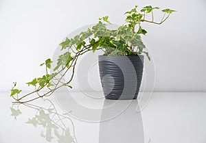 ivy in a black pot on a white table