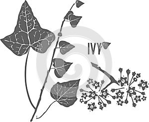 Ivy branch and flowers vector illustration